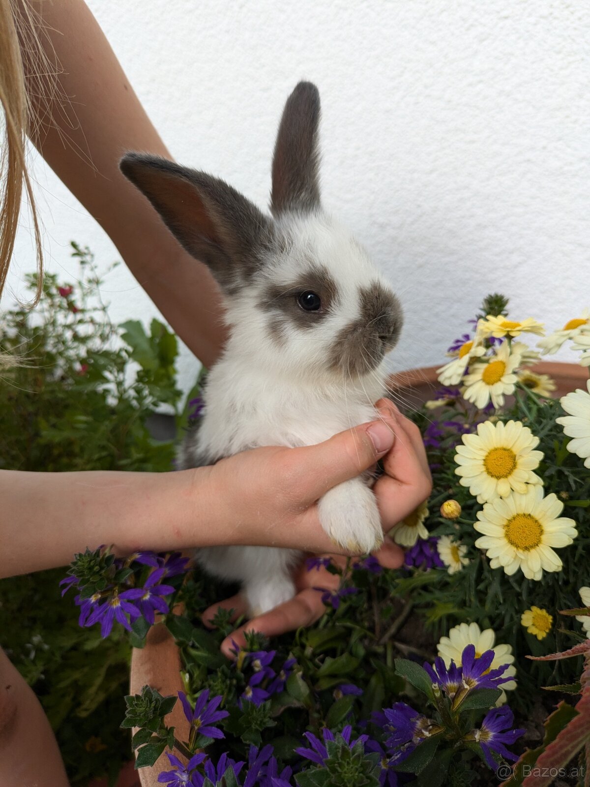 Baby-Hasen zu verschenken