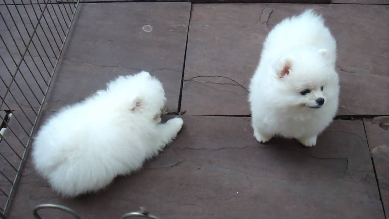 Pomeranian-Welpen