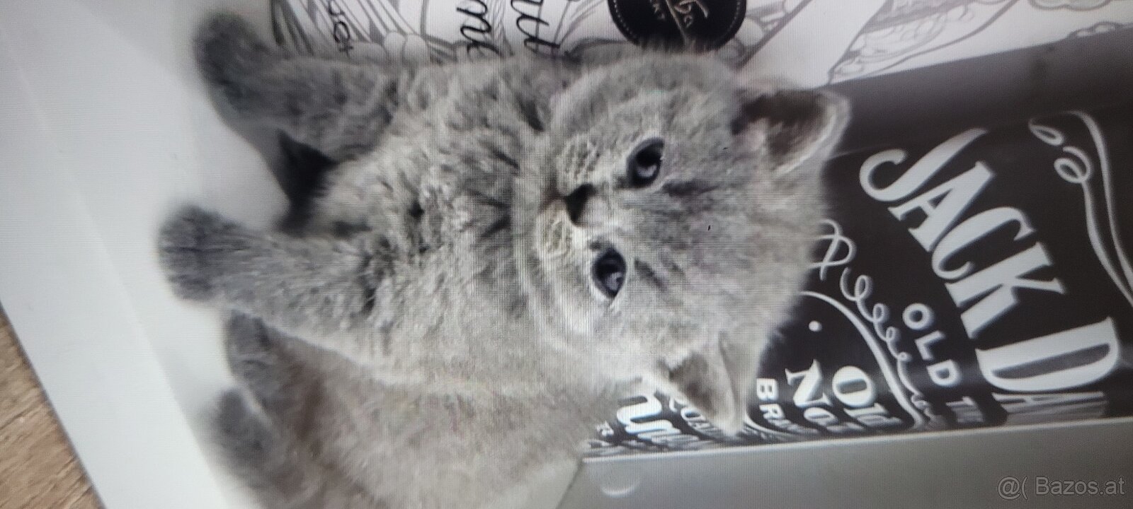 Britishe katze
