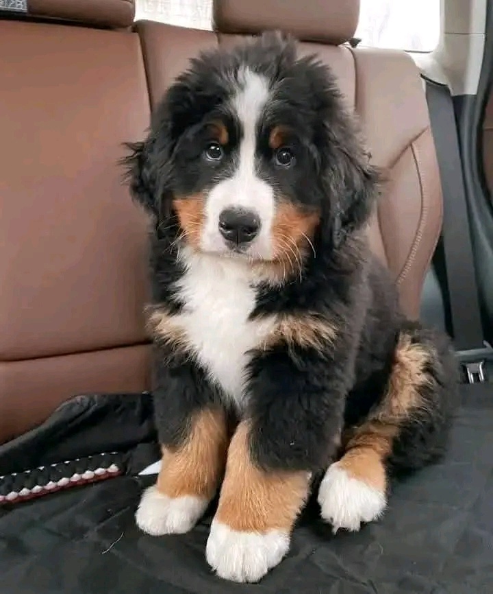 Berner Sennenhundwelpen suchen ein Zuhause