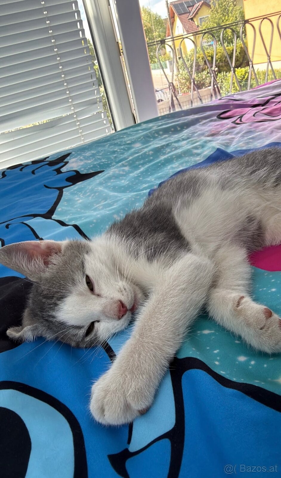 Babykatze