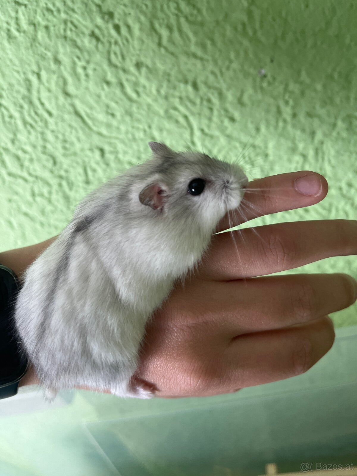 Dschungarischer Zwerghamster Männlich