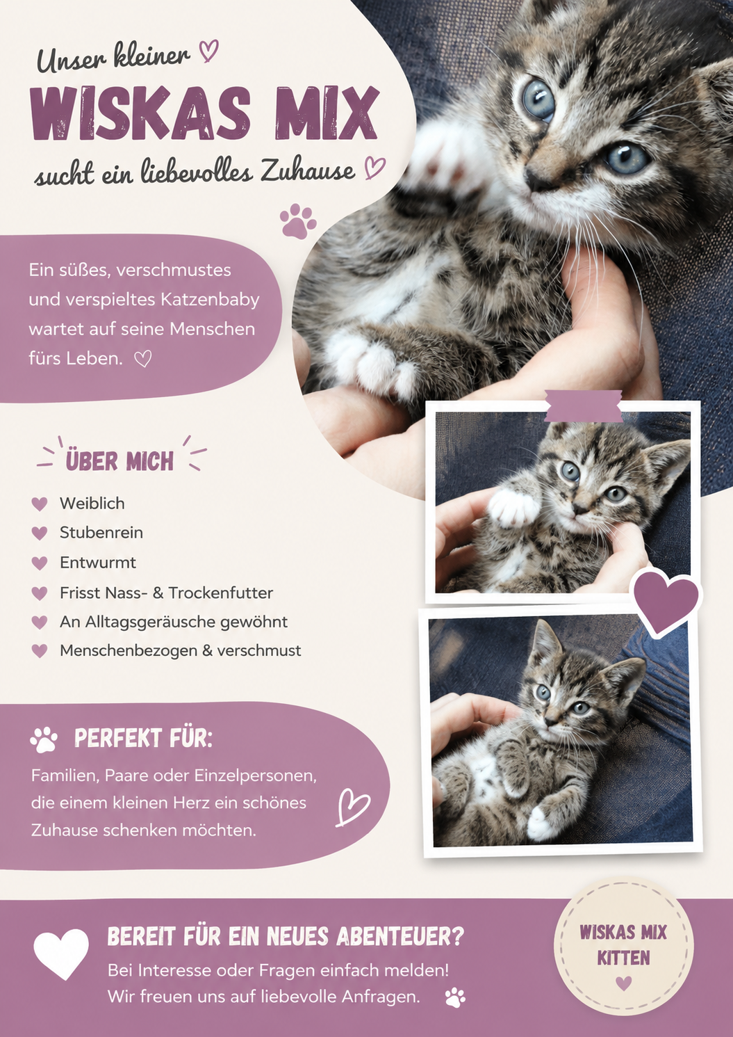 🐾 Süßes Katzenbaby sucht liebevolles Zuhause 🐾