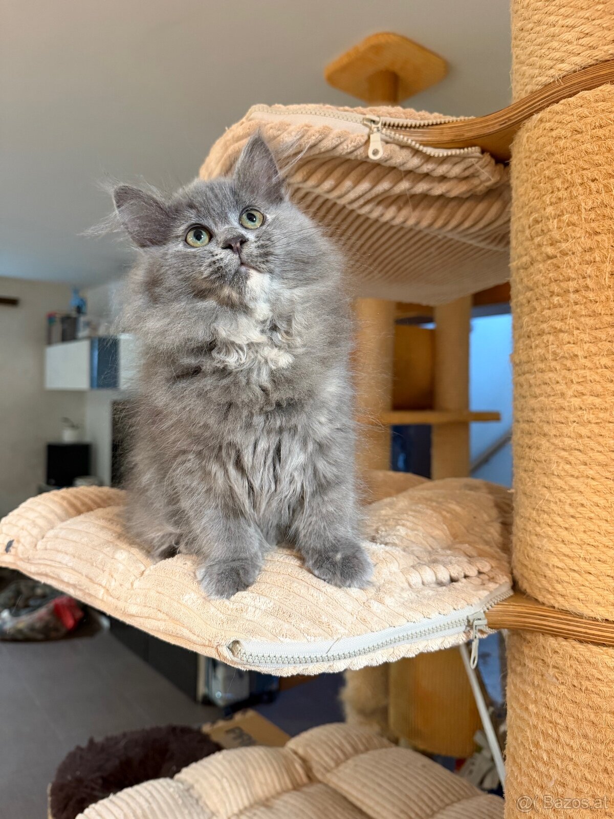 sibirische katze