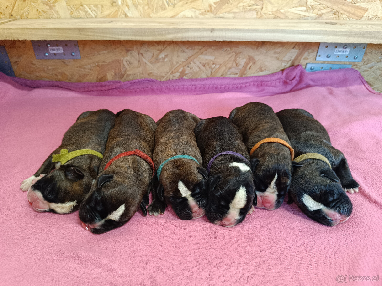 Boxer Welpen mit FCI Papieren