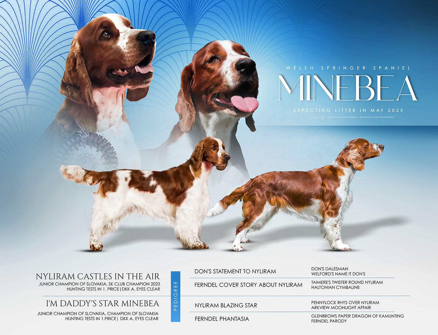 welsh springer spaniel Welpen