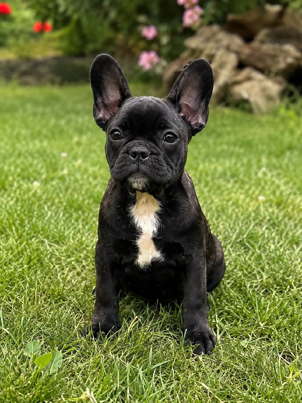 französische bulldogge
