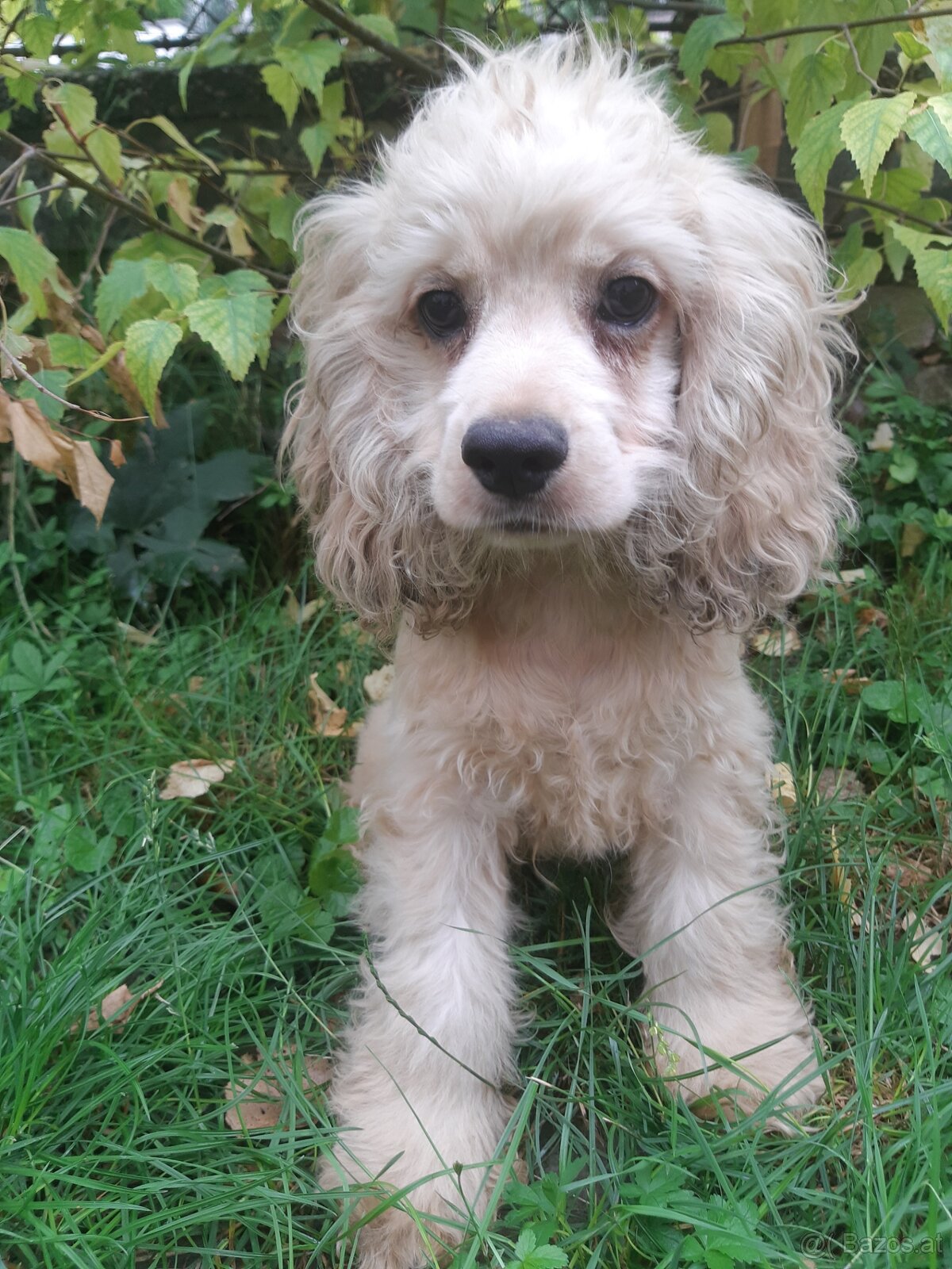 SPANIEL- FREUNDE AUFGEPASST