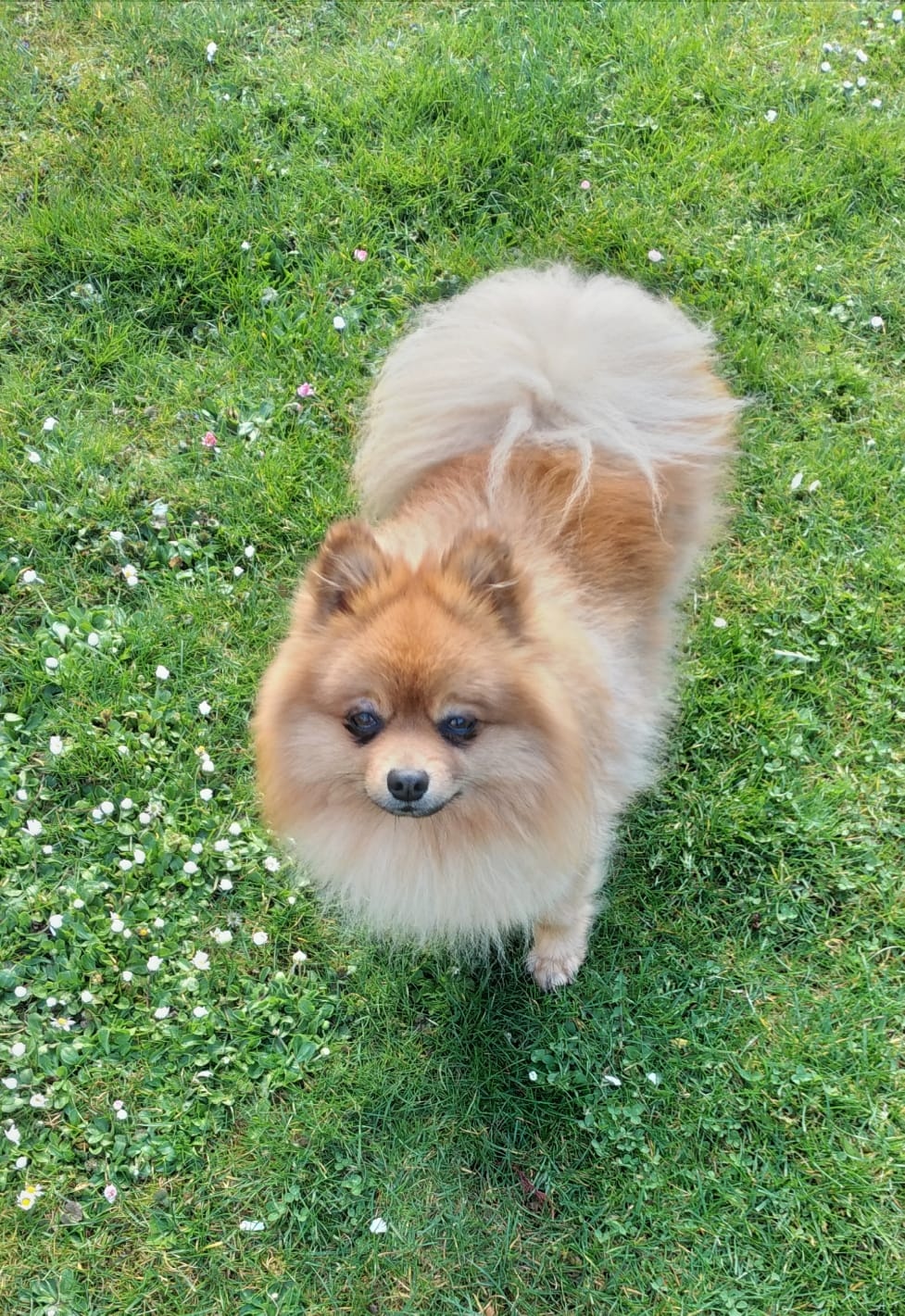 Dreijähriger Zwergspitz sucht guten Plazu