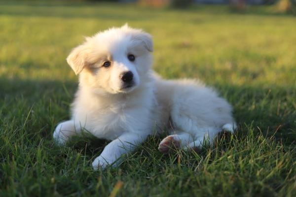 Puppy border collie