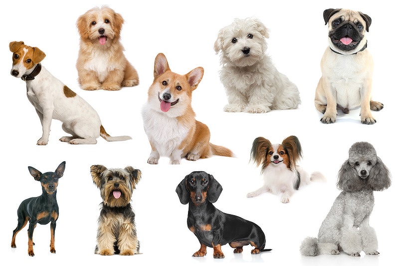 Wir suchen ein kleinen Hund