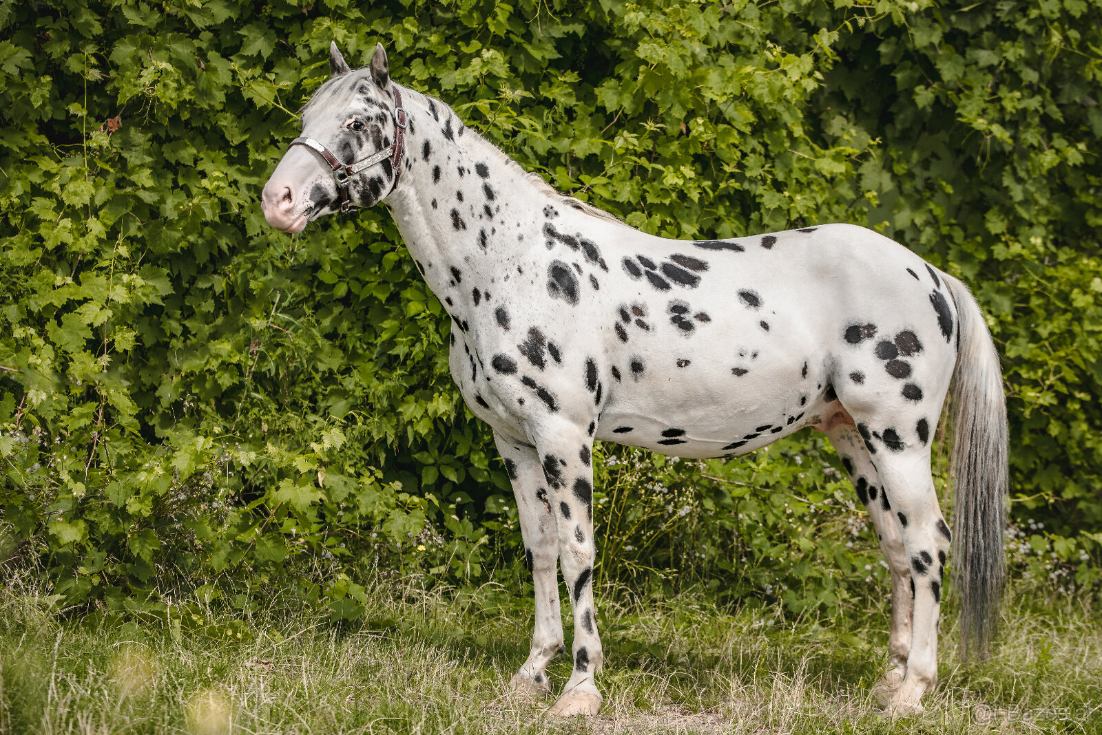 Appaloosa Deckhengst - Black Leopard