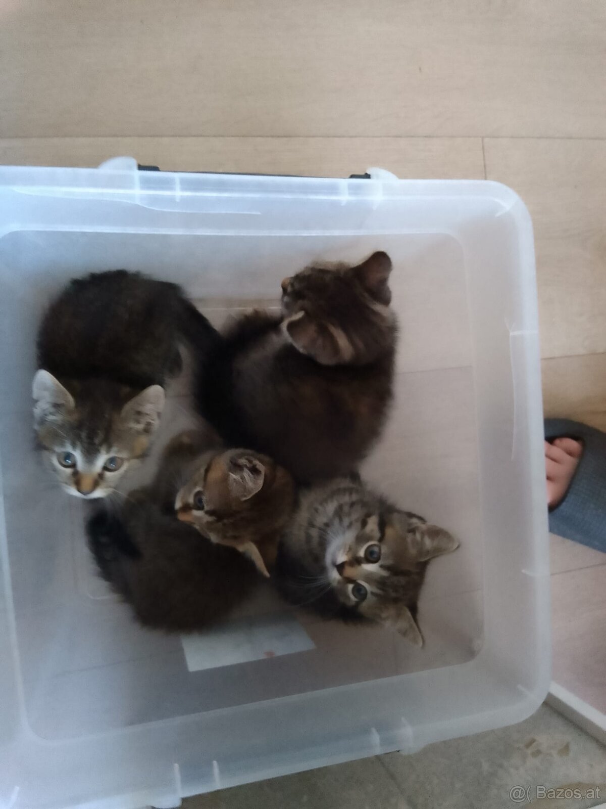 Kitten 9wochen