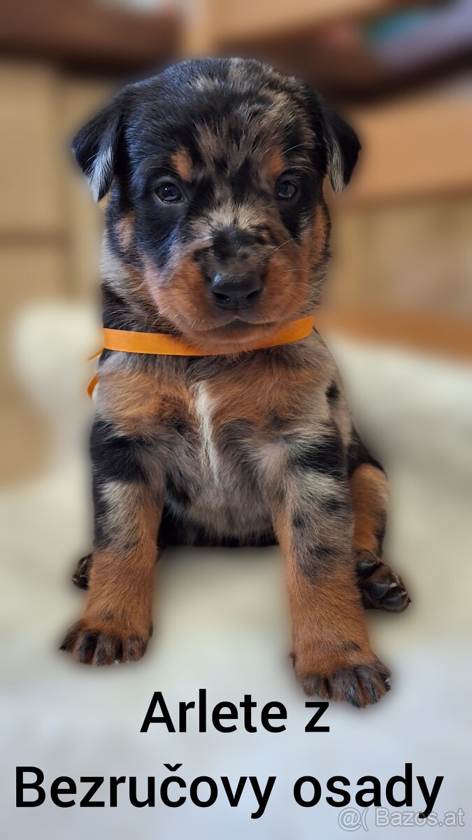Beauceron
