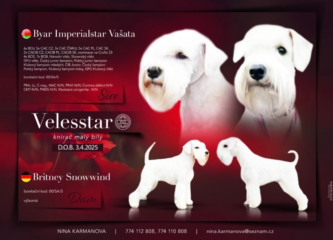 Weißer Zwergschnauzer