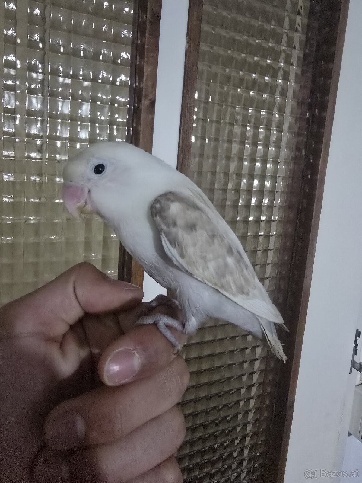 Vögel