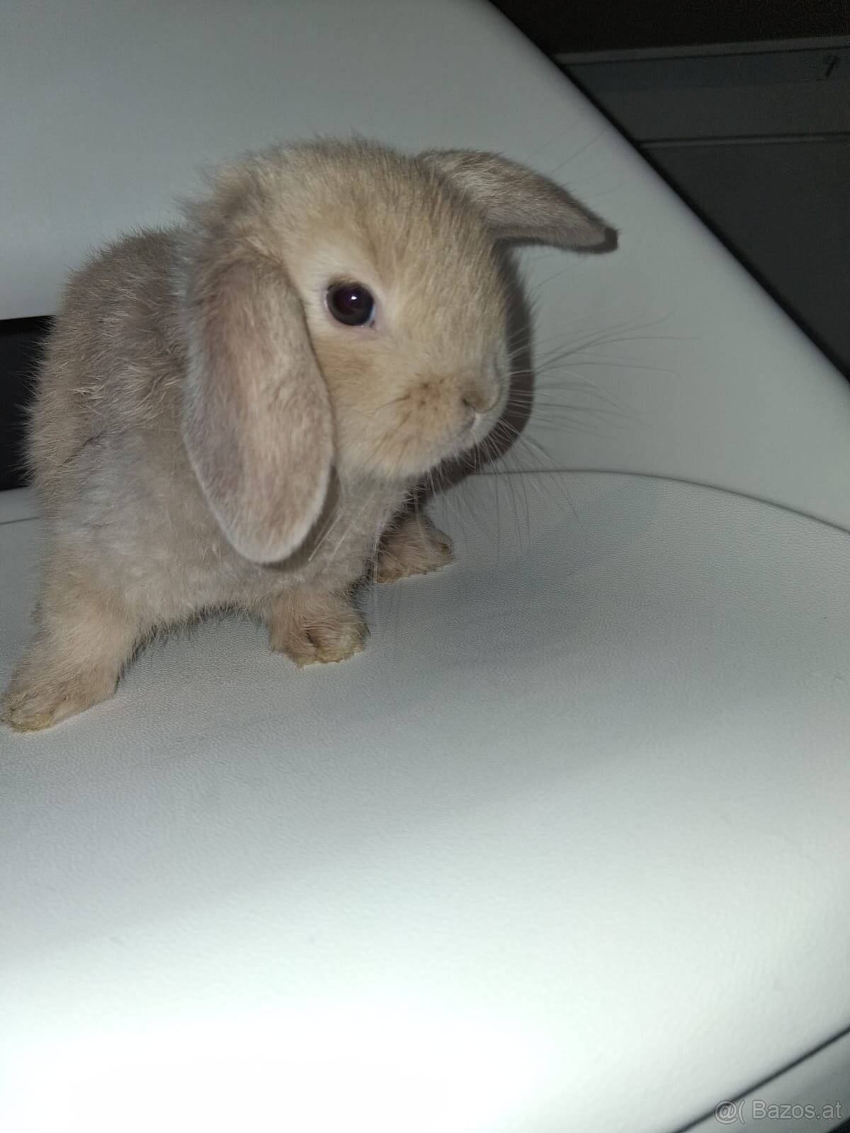 Kaninchen