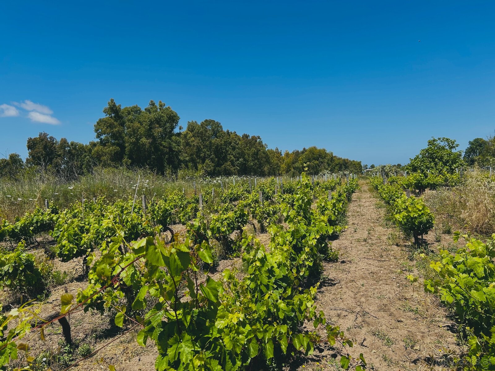 Weinberge auf Sardinien, Italien