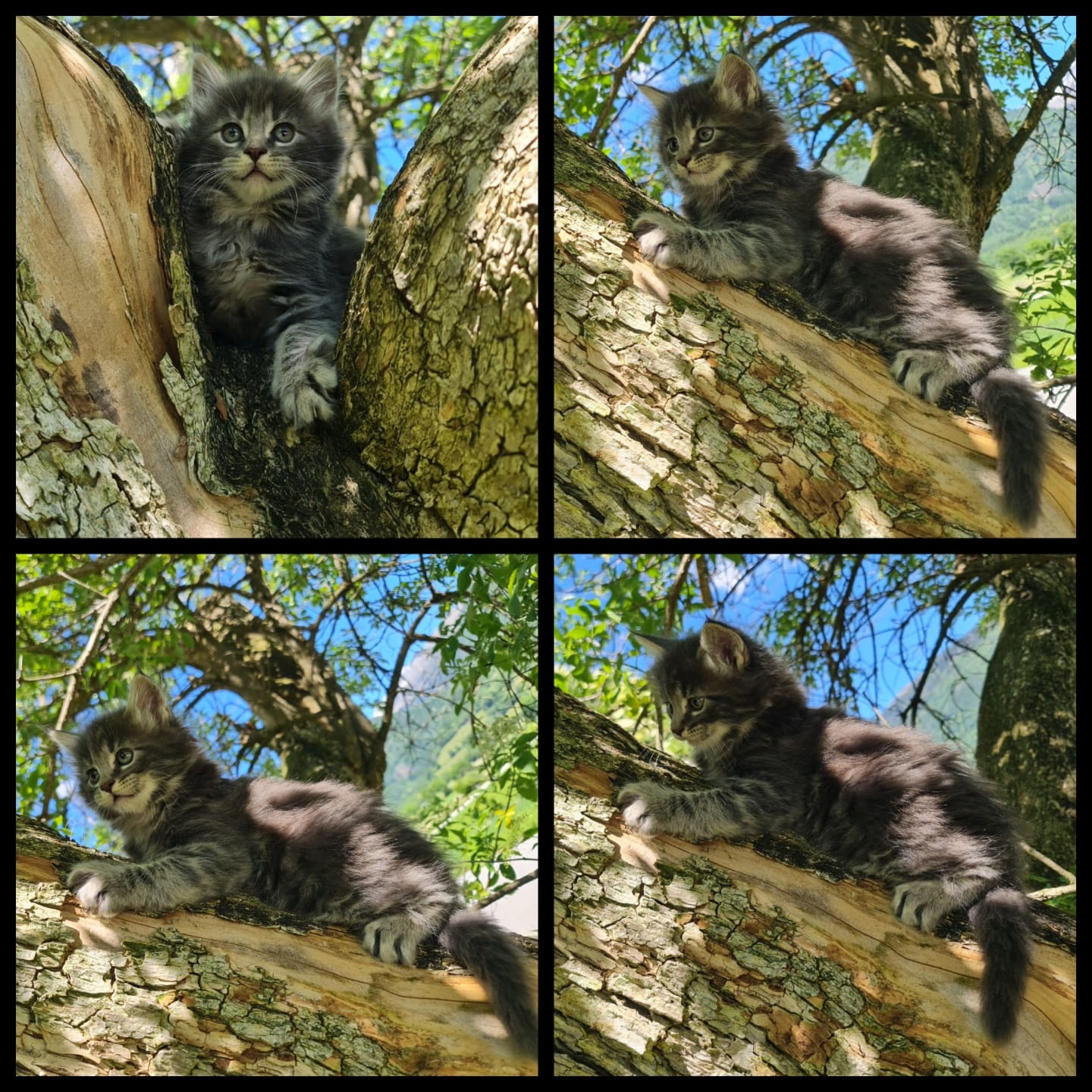 Reinrassige Maine Coon Kitten