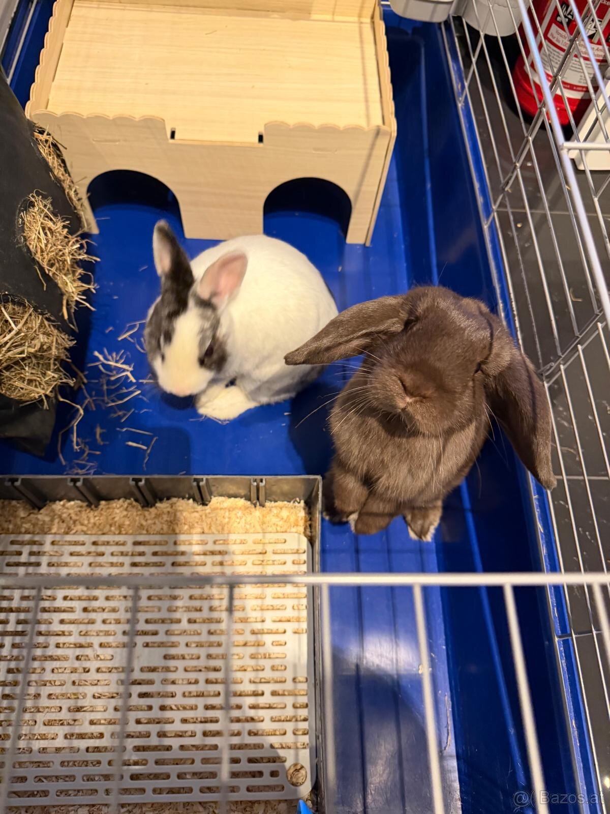 Hasen Hase Zwergkaninchen mit Käfig Kaninchen Zubehör