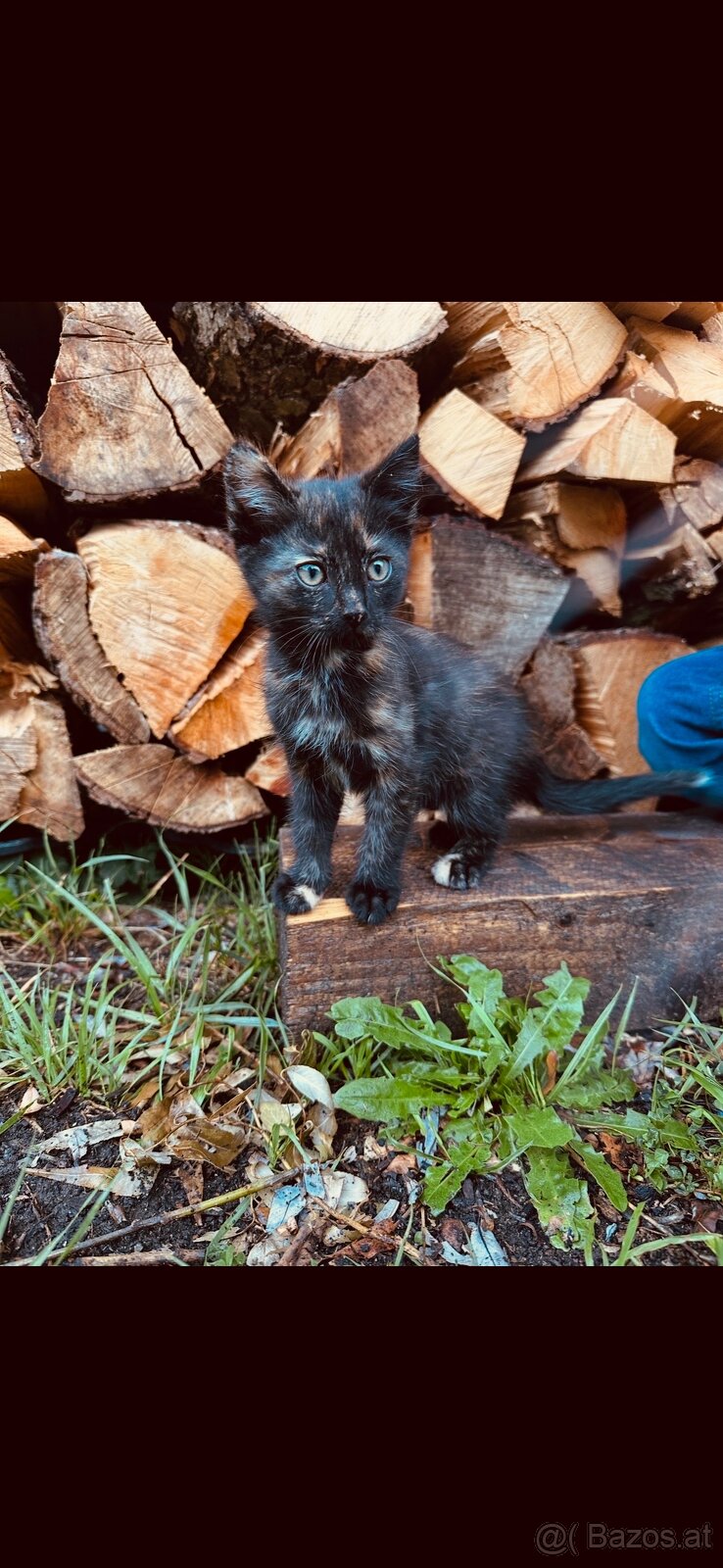 Katzenbabys