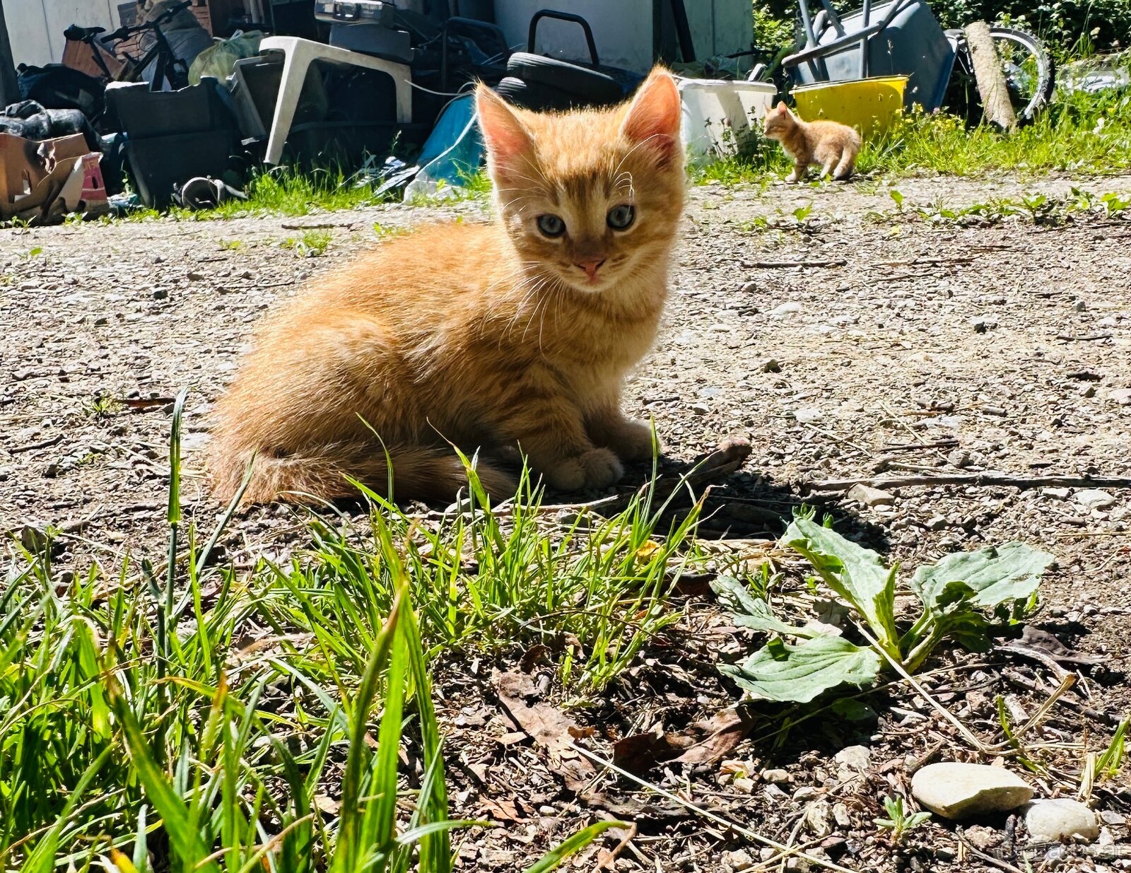 Katzenbabys
