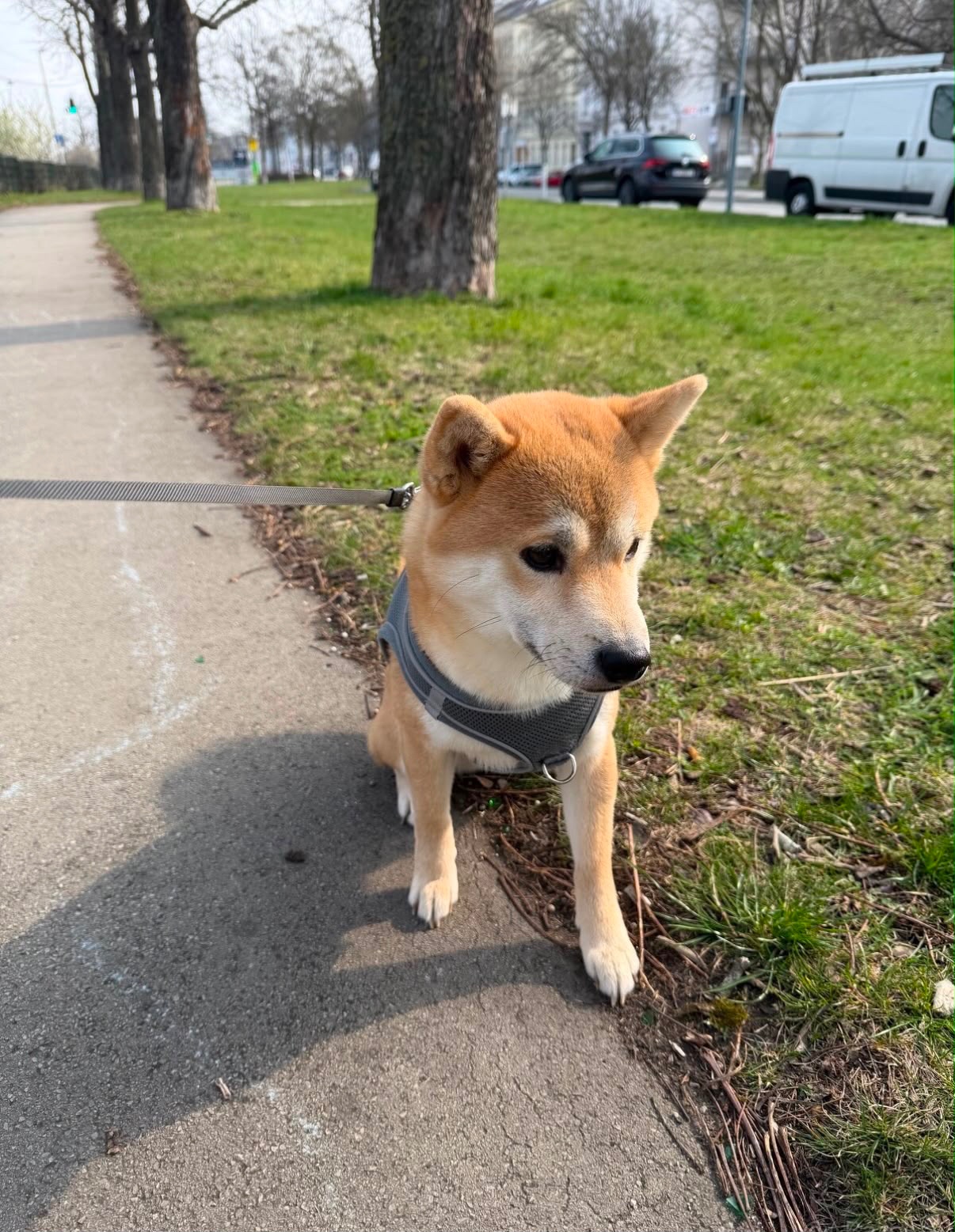 Herzlicher Shiba Inu sucht liebevolles Zuhause 🐾