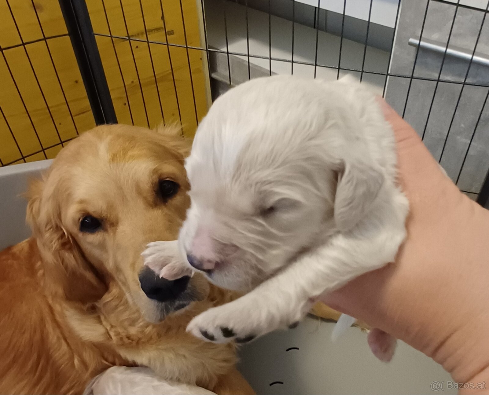 Goldendoodle