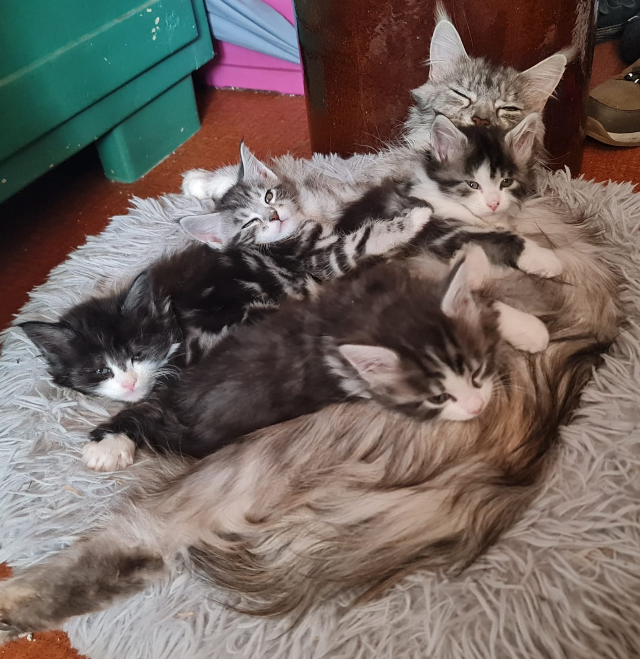 Reinrassige Maine Coon Kitten