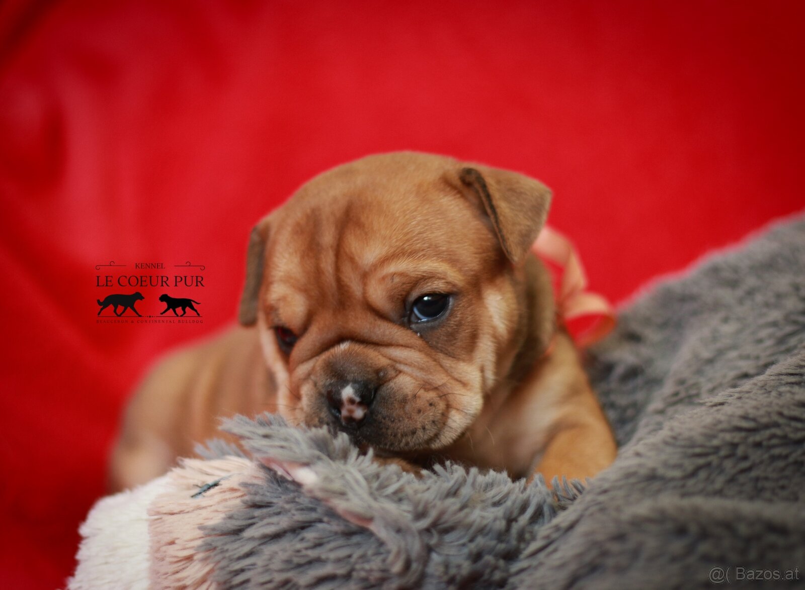Continental bulldog welpen