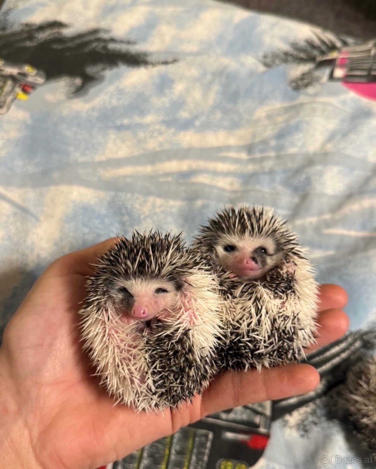 Afrikanische Zwergigel - (African Pygmy Hedgehog)