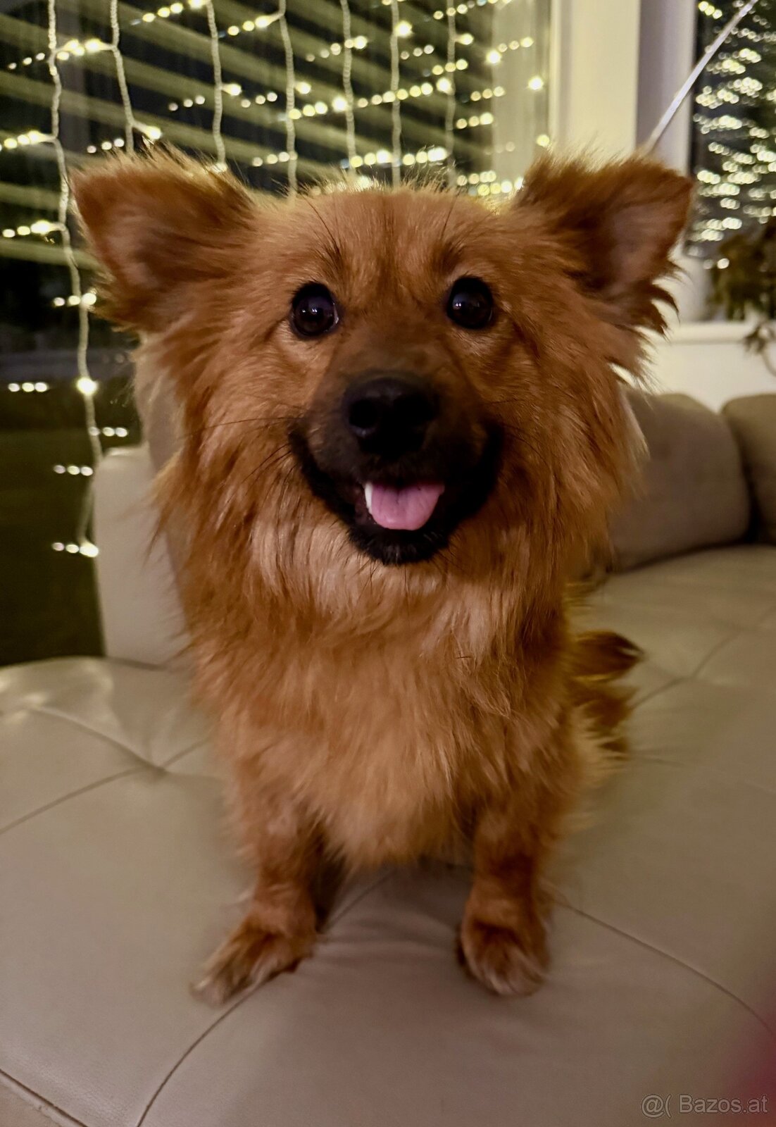 Kleine Hündin 5,5 kg, 1,5 Jahre alt sucht ein Körbchen