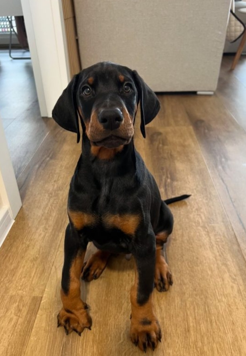 Doberman puppies zum werkaufen
