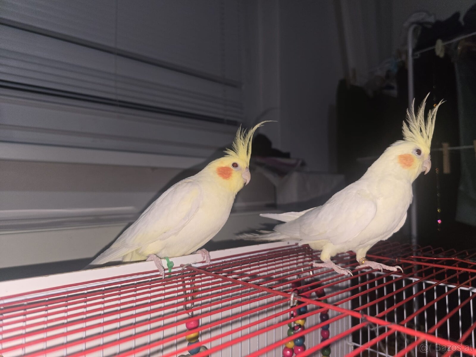 Nymphensittiche