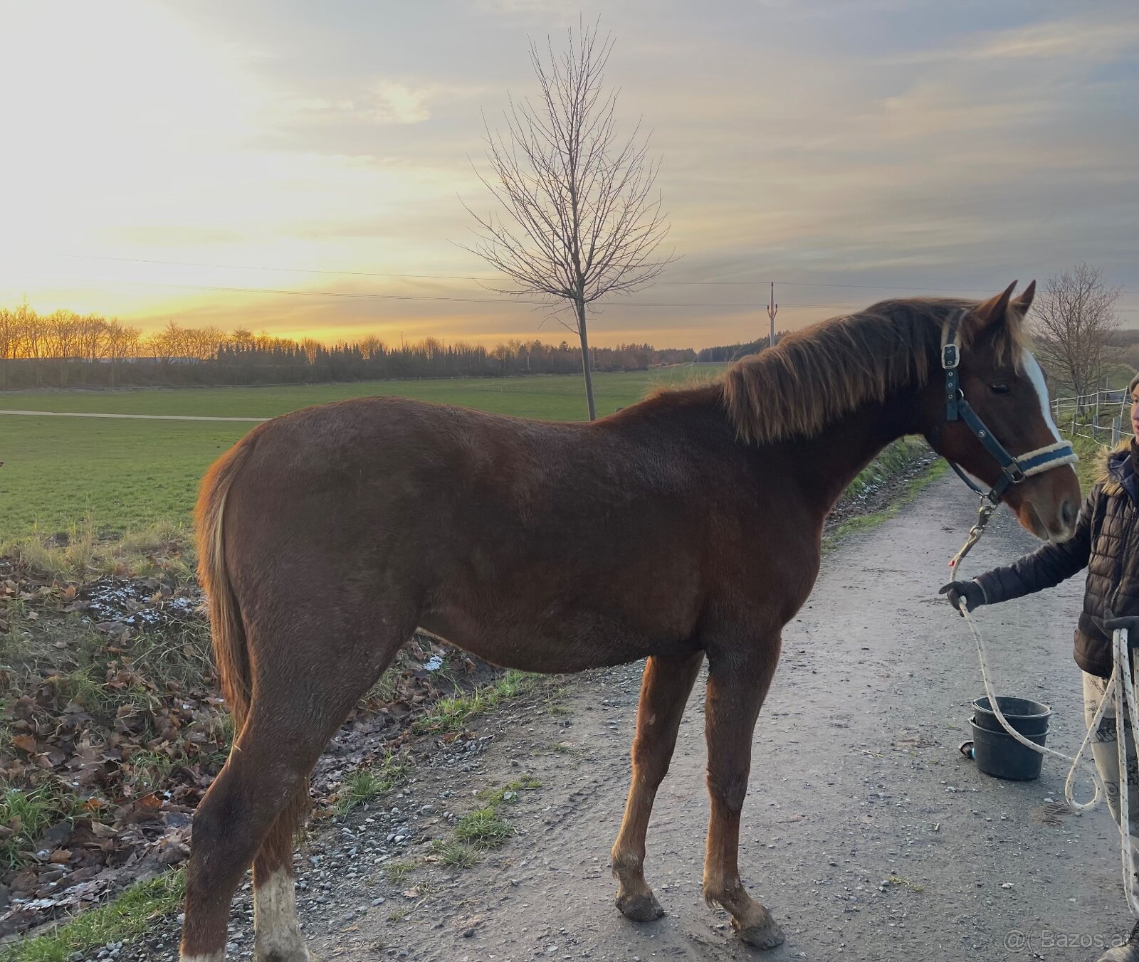 Hengst von Heartbreak ZH