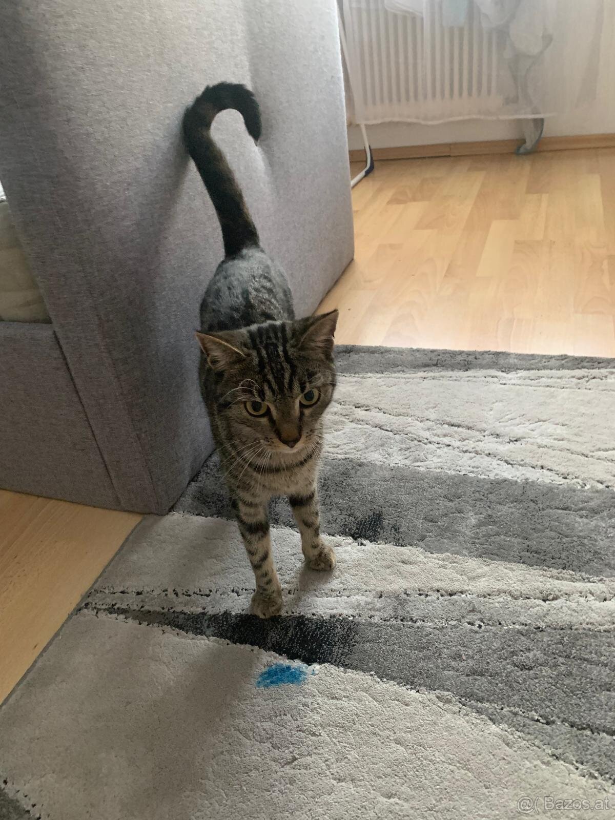 Tigerkatze