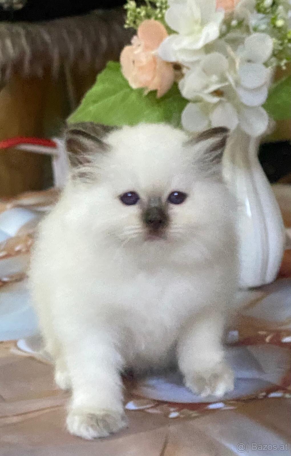 verschmuste Heilige Birma Kitten abzugeben