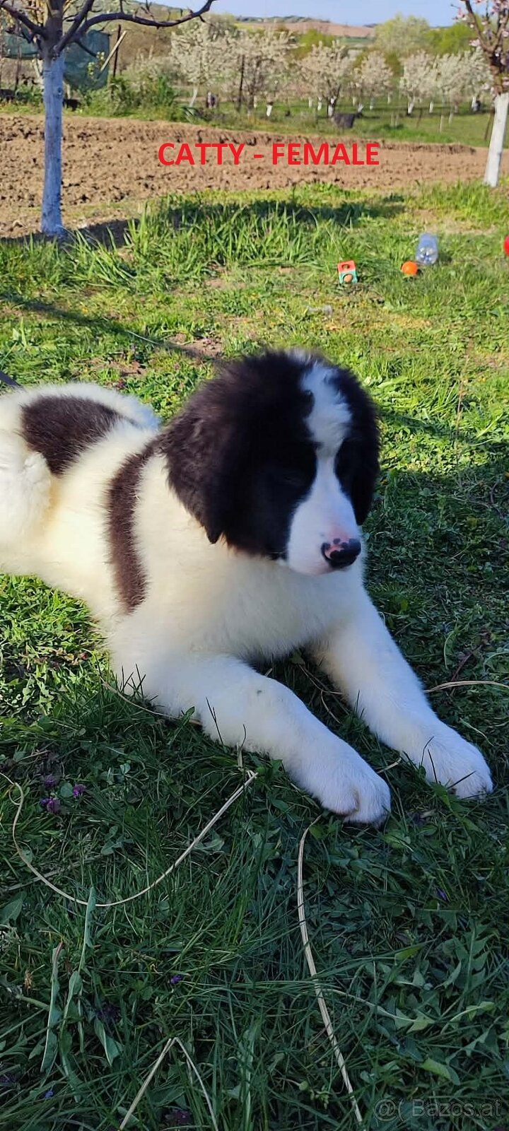 LANDSEER
