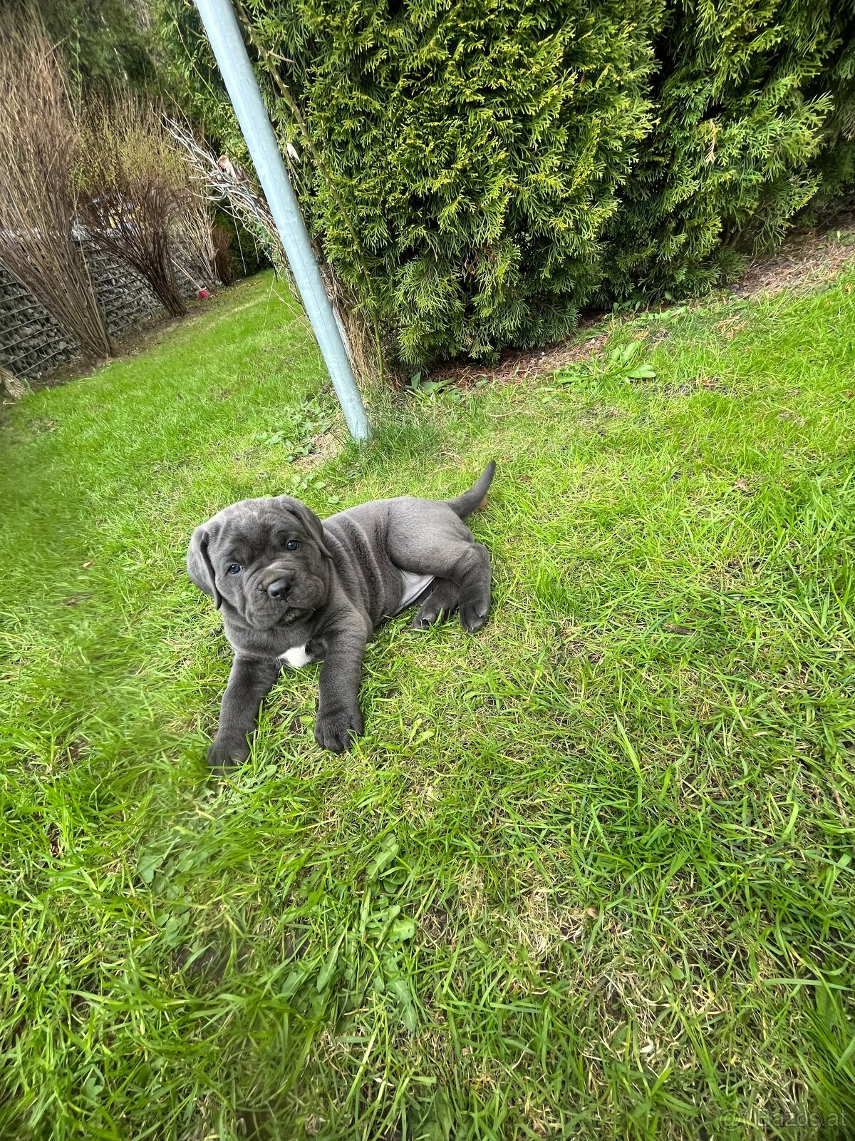 Reinrassige Cane Corso Welpen - 10
