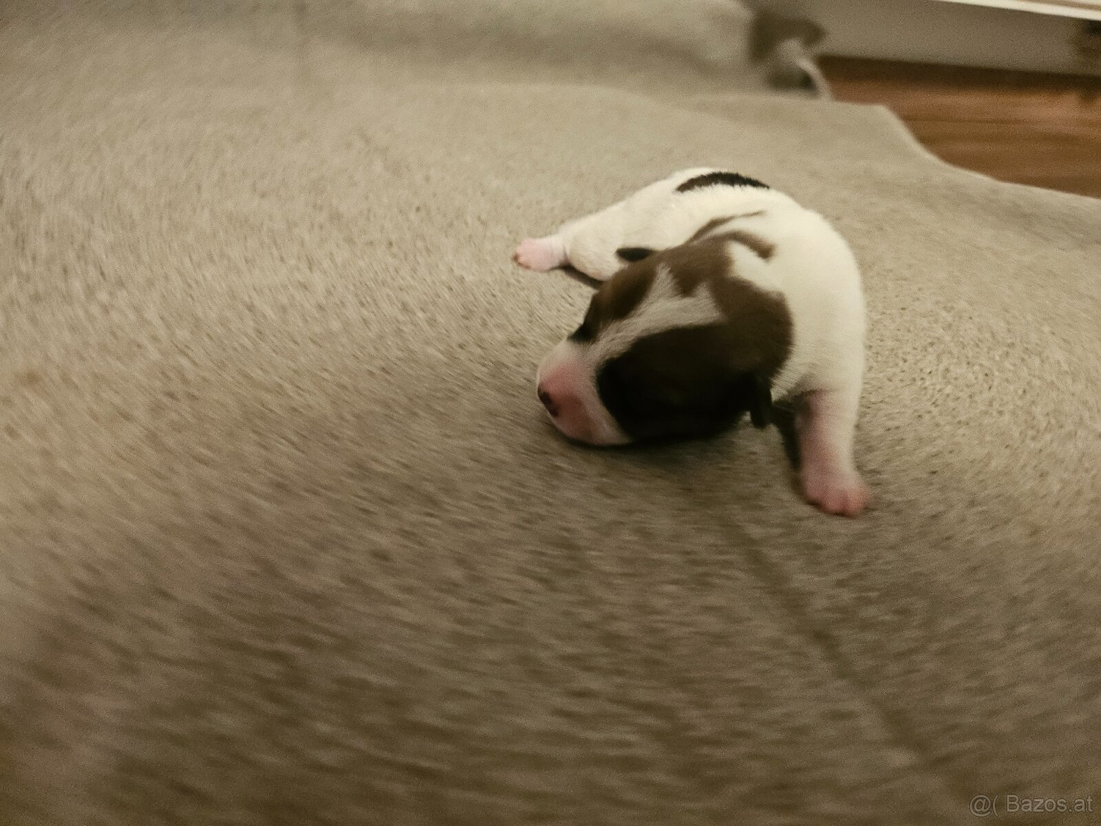 Jack Russell Terrier Welpen gew.13.04.2026 - 10