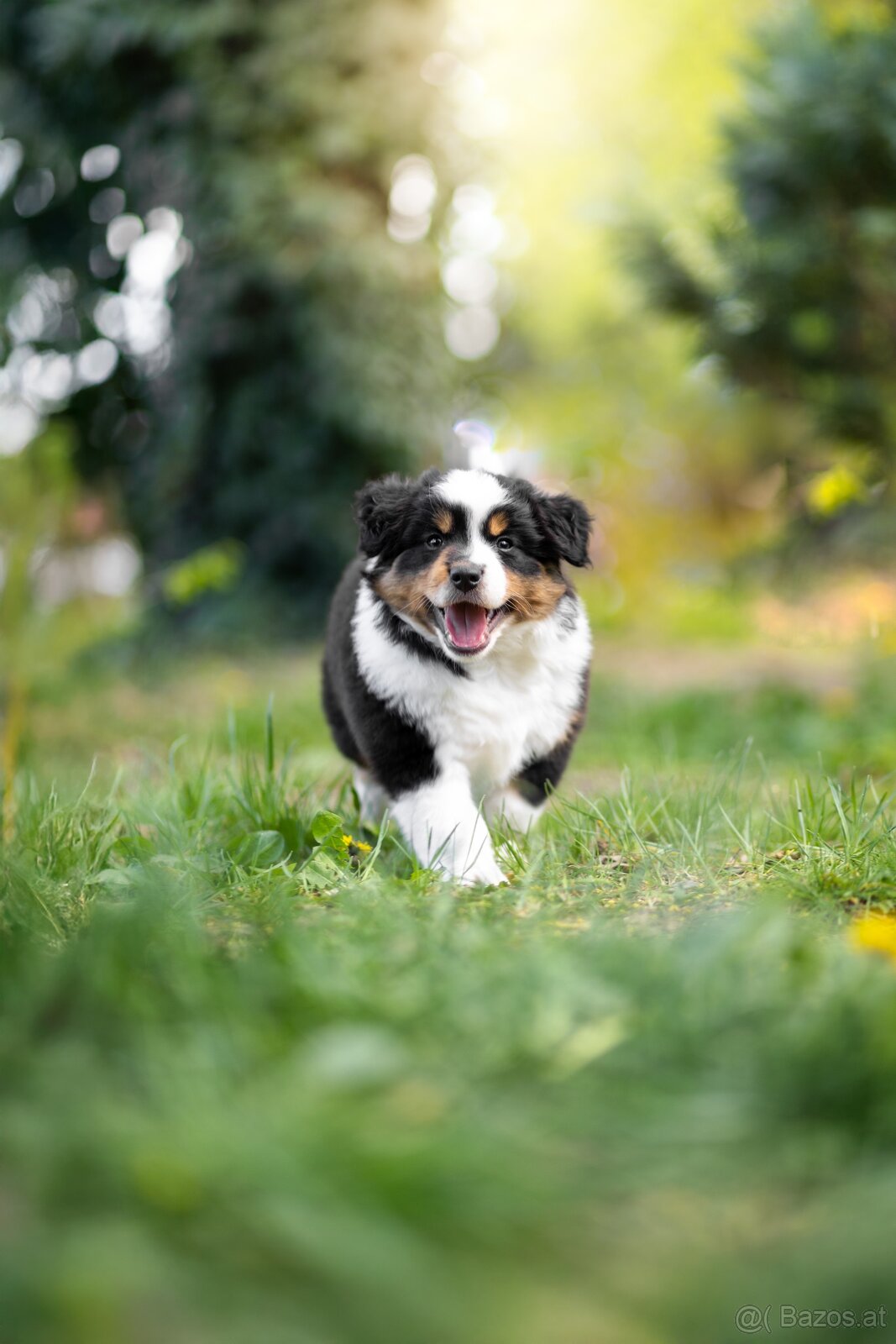 Miniature American Shepherd FCI - 10