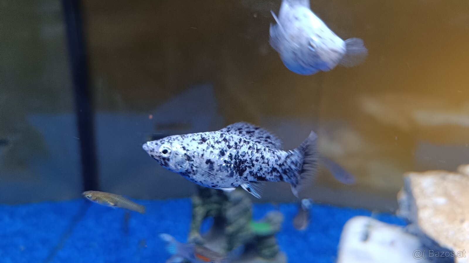 Guppy, Molly - 10