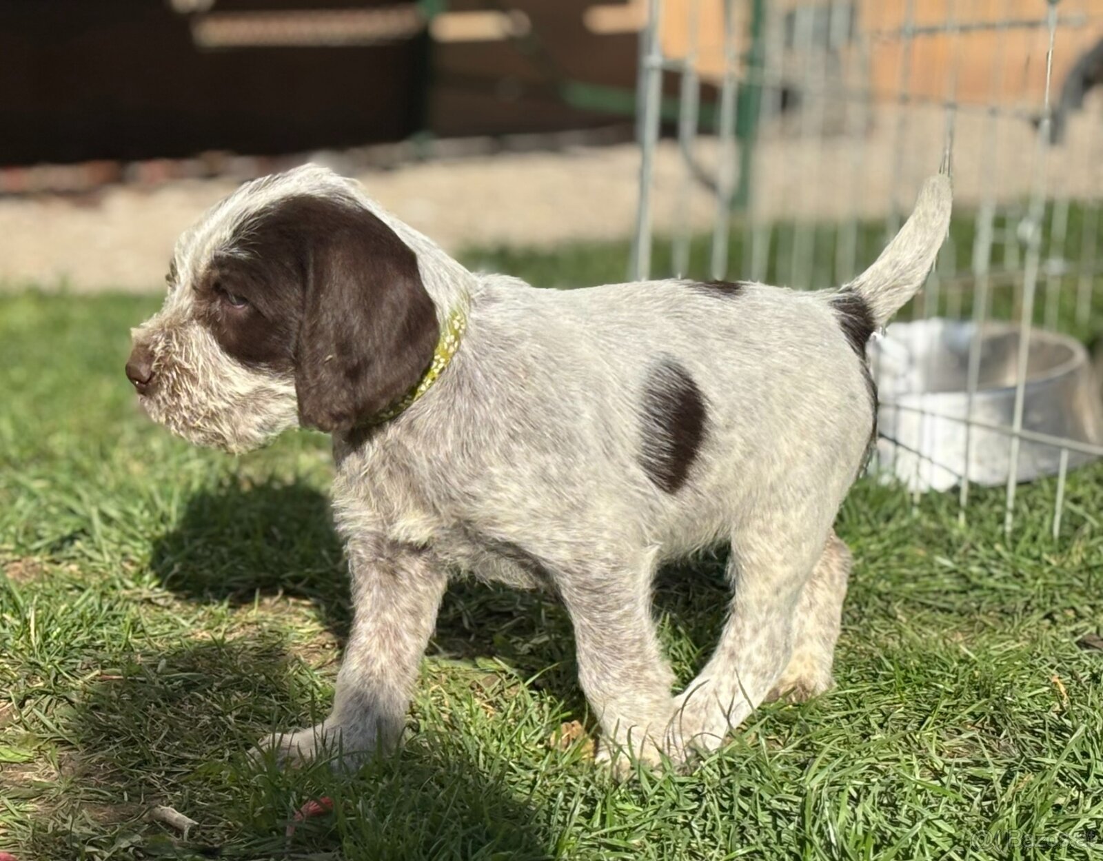Spinone italiano - 10