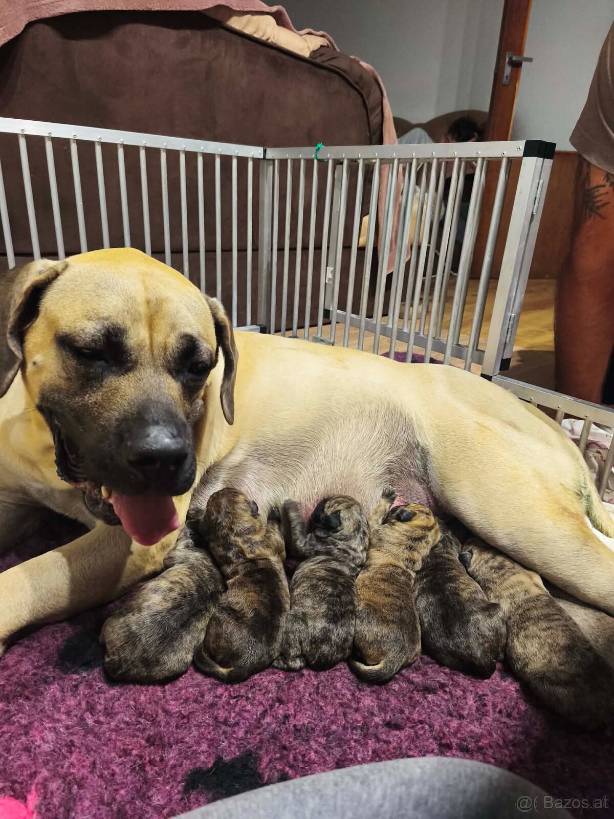 Presa Canario - 10