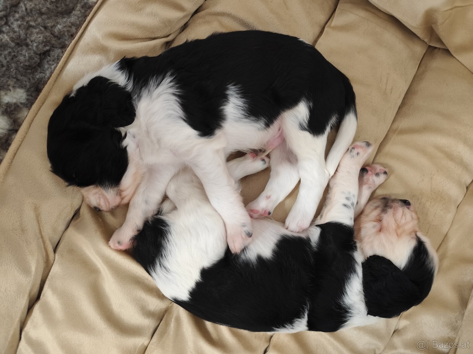 Englische Springer Spaniel Welpen mit PP FCI - 10