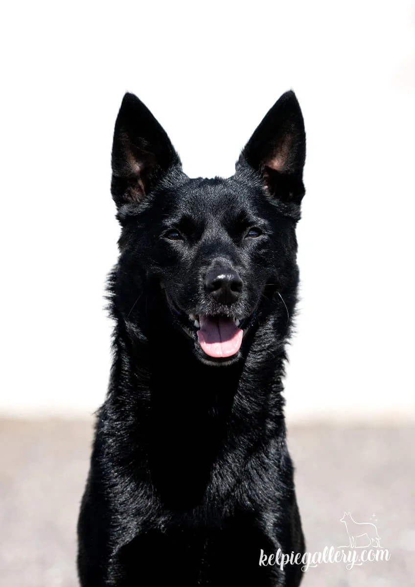 Australian Kelpie w Pedigree - 10