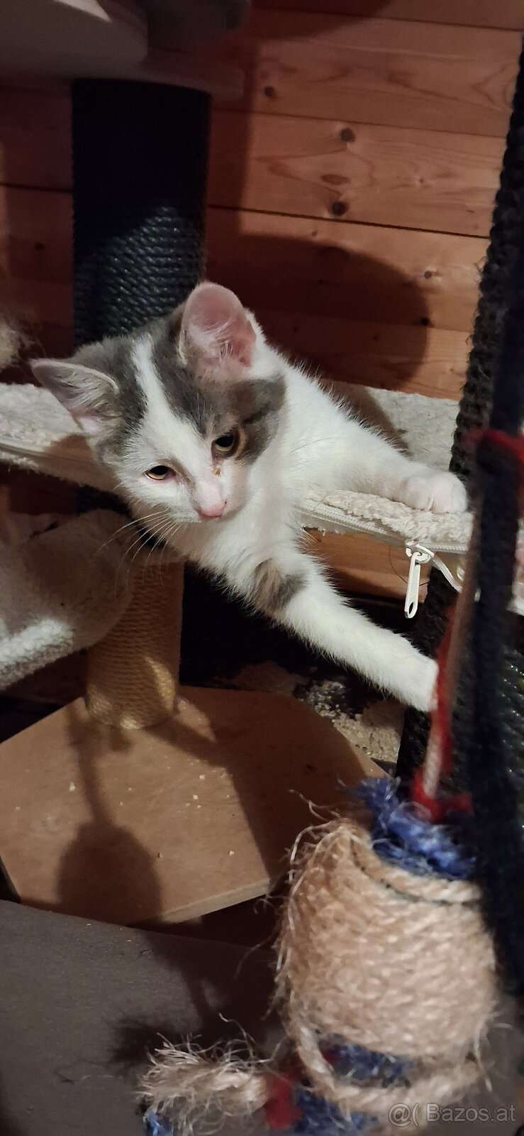 Süsse (langhaar) katzenbabys suchen liebevolles zuhause - 10