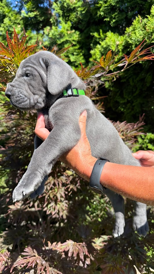 Deutsche Dogge blau - 10