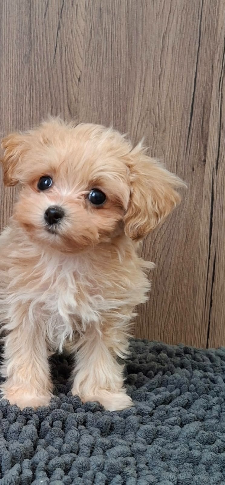 Maltipoo mini - 10
