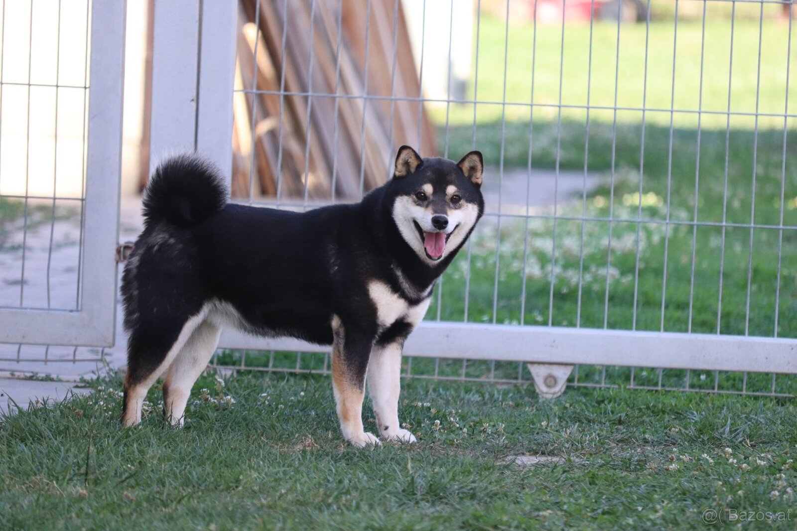 Shiba inu Welpen - 10